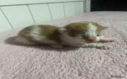 British Shorthair cats for sale: Kittens  - Image 6