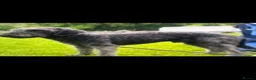 Bedlington Terrier dogs for sale: KC Registered Bedlington Terrier Pups  - Advert 8