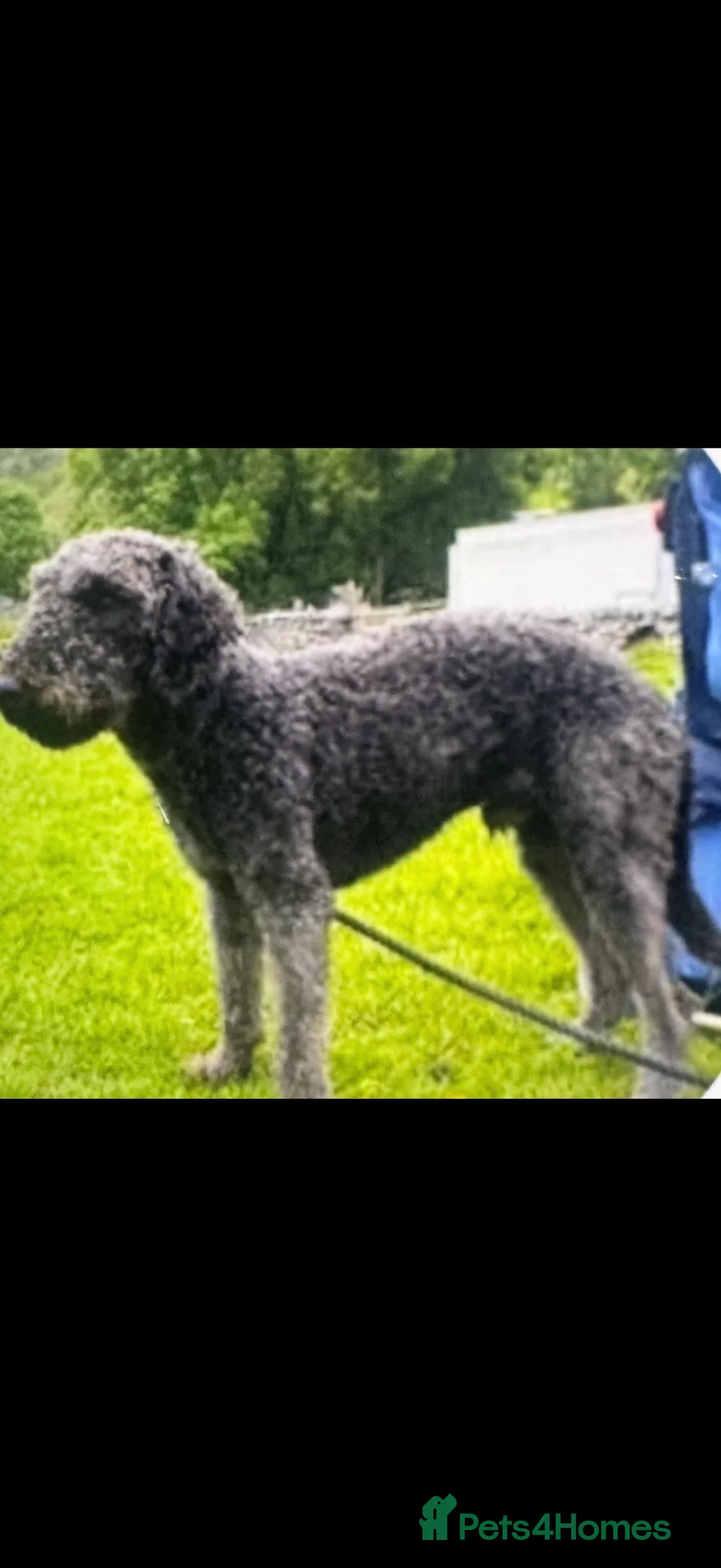 Bedlington Terrier dogs for sale: KC Registered Bedlington Terrier Pups  - Advert 8
