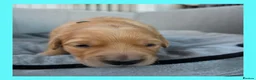 Golden Retriever dogs for sale: KC Puppies cream & gold - Advert 25