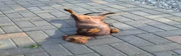 Miniature Dachshund dogs for sale: Darling Wilma Looking for Her Retirement Home - Advert 6