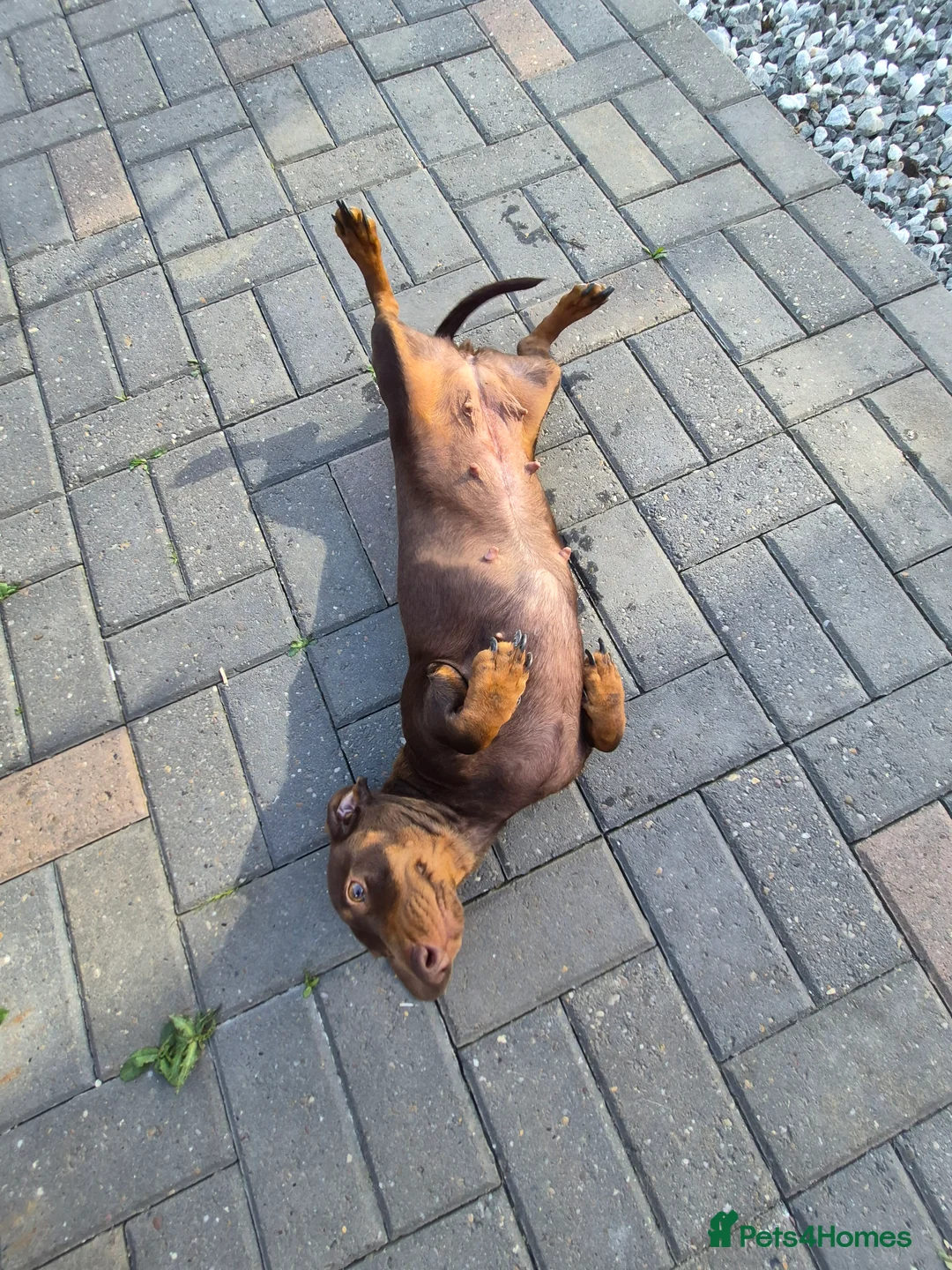 Miniature Dachshund dogs for sale: Darling Wilma Looking for Her Retirement Home - Advert 6