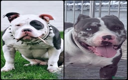 American Bully dogs for sale: Abkc Pocket Bully X Abkc classic Bully puppies - Image 18