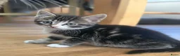 British Shorthair cats for sale: Adorable Kittens Looking for Loving Homes - Advert 13