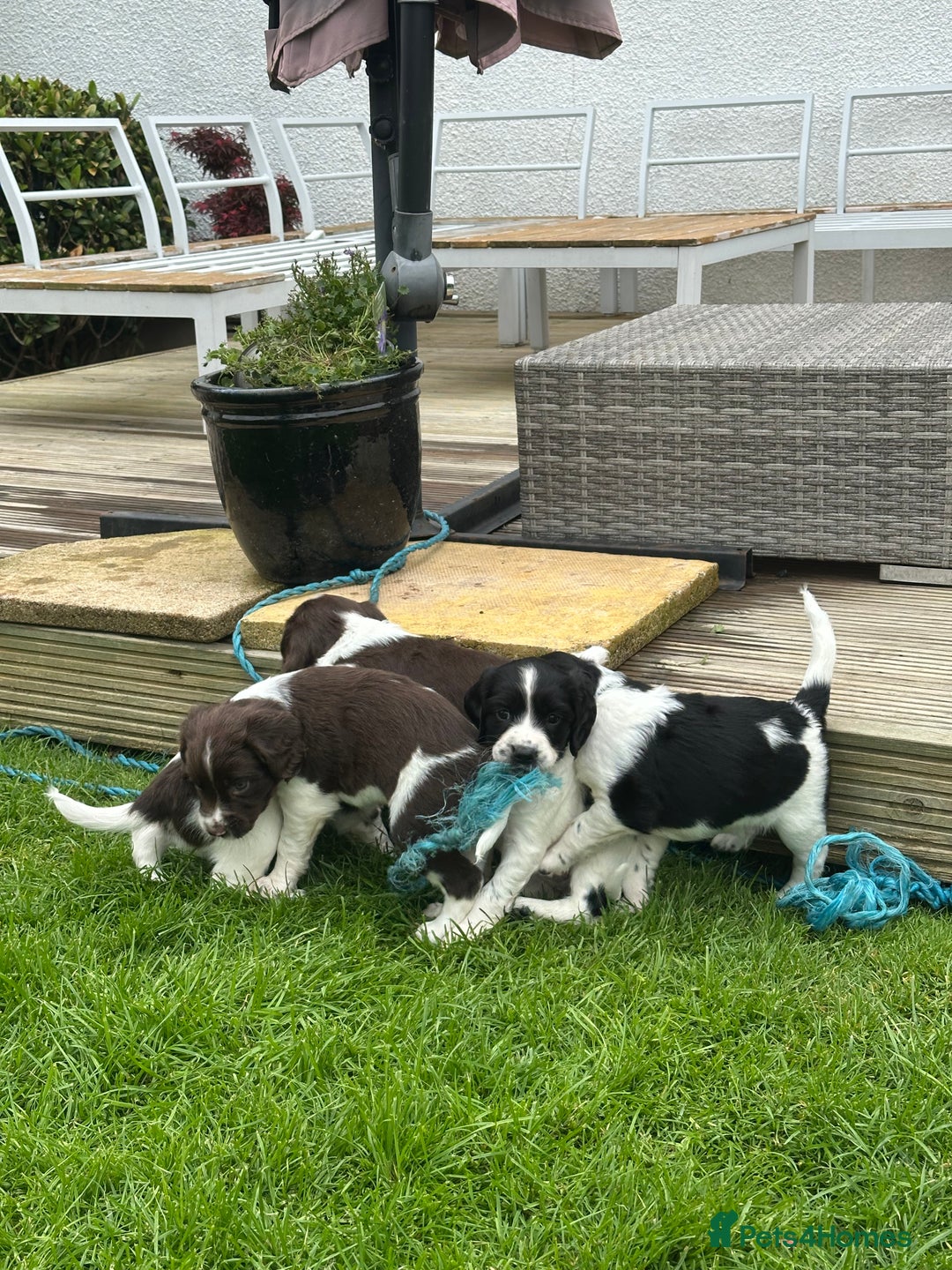 English Springer Spaniel dogs for sale: Springer Spaniels - Image 23