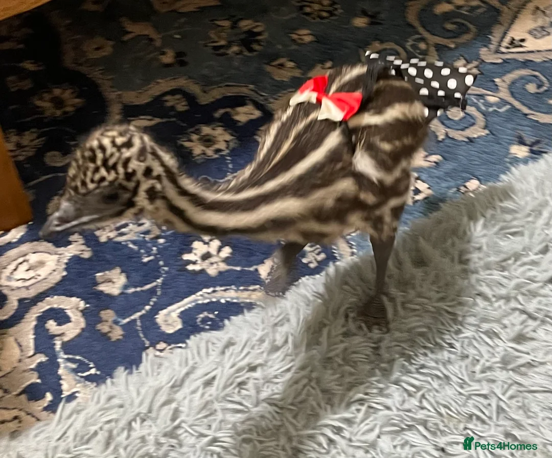 Emus poultry for sale: Emu Chick - Advert 7