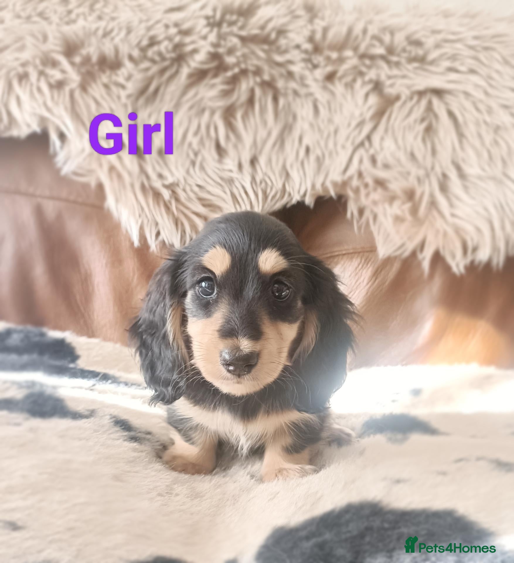 Miniature Dachshund dogs Quality Longhaired mini dachshund trusted breeder  - Advert 2