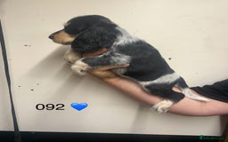 Cocker Spaniel dogs for sale: Blue Roan and Blue Roan & Tan - Image 15