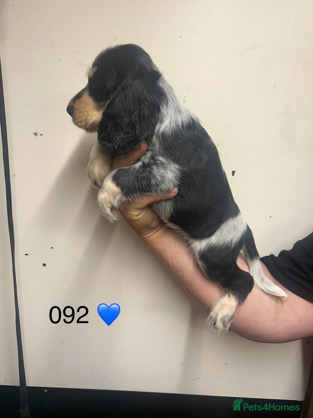 Cocker Spaniel dogs for sale: Blue Roan and Blue Roan & Tan - Image 15