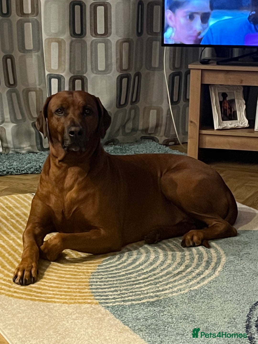 Rhodesian Ridgeback dogs for stud: (Our Duke) in Leominster - Image 6