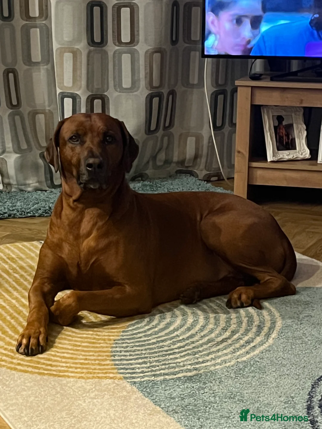 Rhodesian Ridgeback dogs for stud: (Our Duke) in Leominster - Advert 6