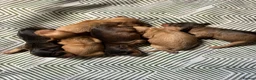 Cockapoo dogs for sale: DNA Tested F1 Miniature Cockapoo Puppies  - Advert 1