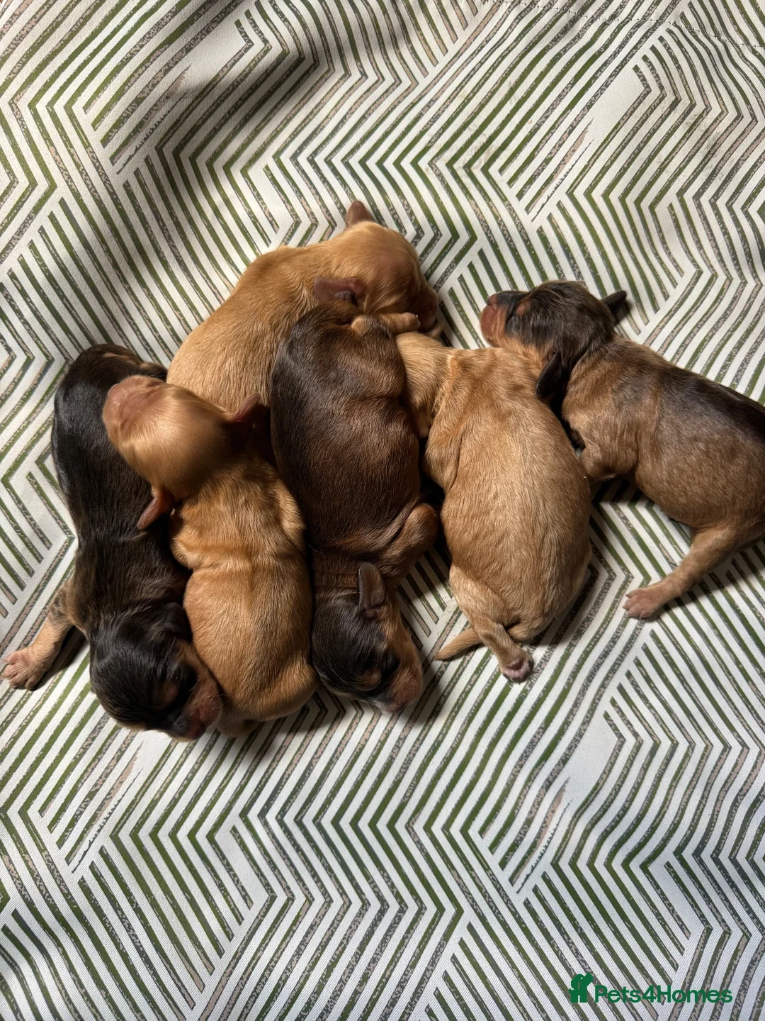 Cockapoo dogs for sale: DNA Tested F1 Miniature Cockapoo Puppies  - Advert 1