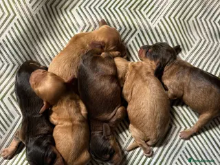 Cockapoo dogs DNA Tested F1 Miniature Cockapoo Puppies - Advert 2