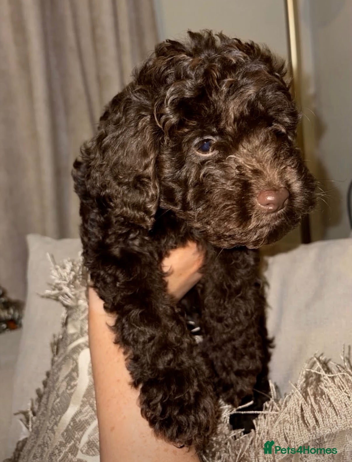 Schnoodle dogs for sale: 1 BOY LEFT - NOW READY TO LEAVE - Advert 1