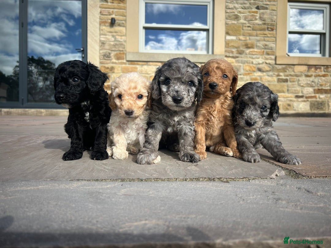 Cockapoo dogs for sale: Cockapoo puppies - Image 1