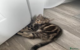 British Shorthair cats for sale: Beautiful, playful kittens  - Image 3