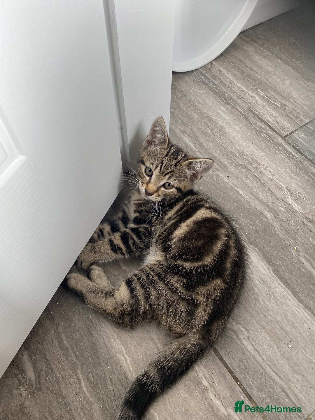 British Shorthair cats for sale: Beautiful, playful kittens  - Image 3