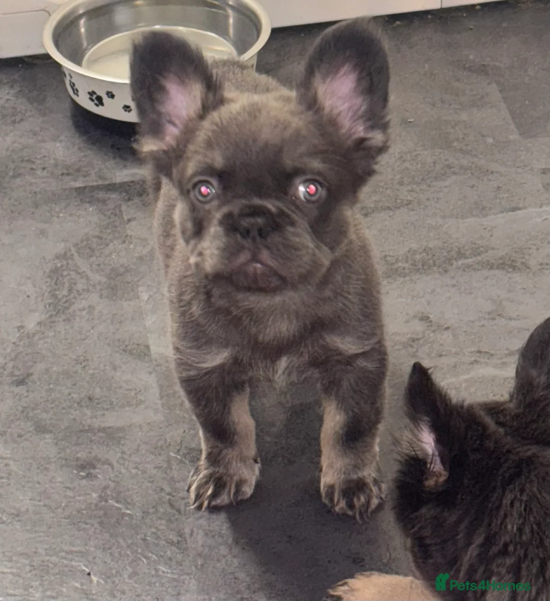 French Bulldog dogs for sale:  2 left 🇫🇷Fluffy french bulldog  - Advert 6