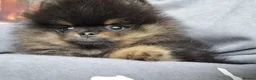 Pomeranian dogs for sale: THE LAST ONE luxury Pomeranian Puppy for sale!!! - Advert 9