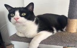 Ragdoll cats for sale: Urgent rehome for Felix,b/w neutered male 2yrs - Image 2