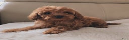 Cavapoo dogs for sale: Cavapoobabiesuk litter has arrived - Advert 7