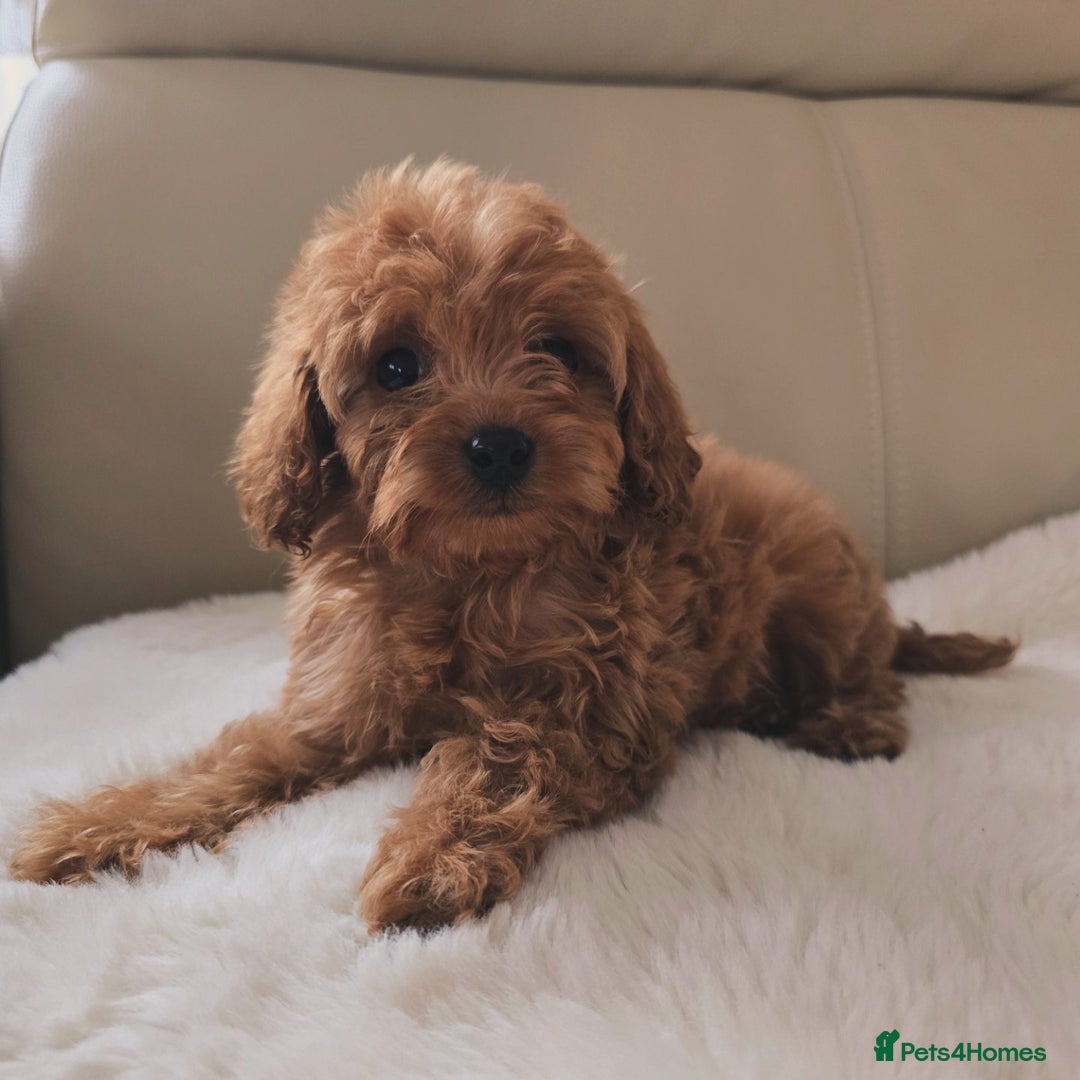 Cavapoo dogs for sale: Cavapoobabiesuk litter has arrived - Advert 7