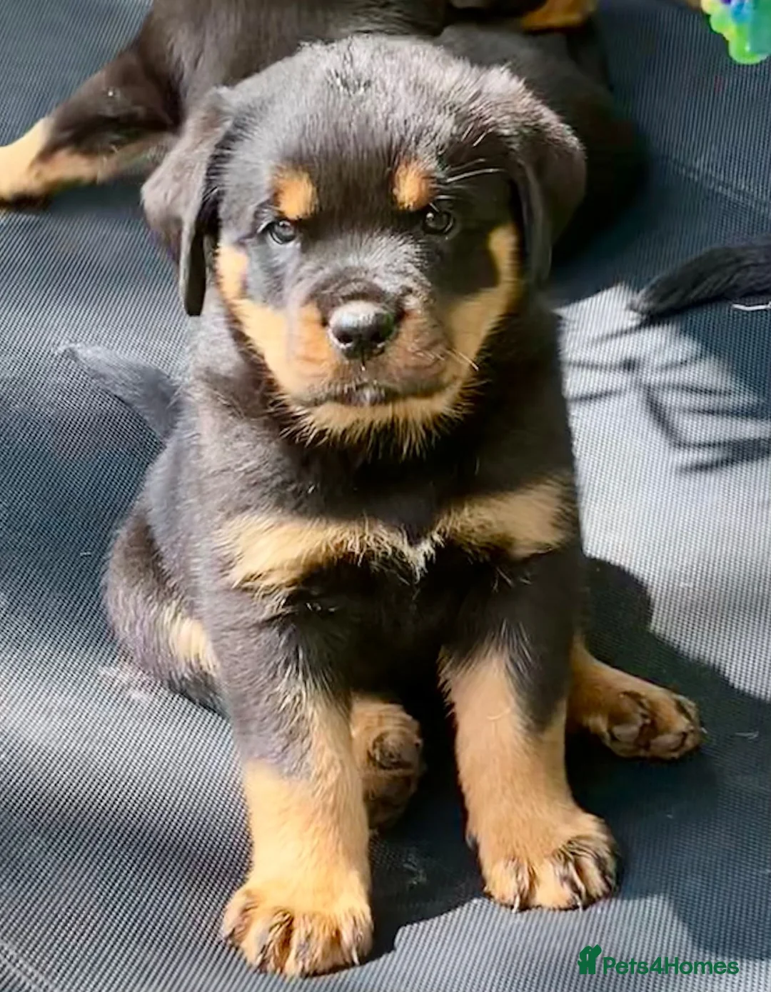 Rottweiler dogs for stud: Stunning Fully Health Tested KC Reg Rottweiler  in Langport - Advert 14