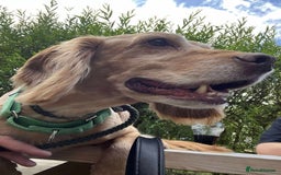 Cocker Spaniel dogs for adoption: Bob needs a loving home  - Advert 19