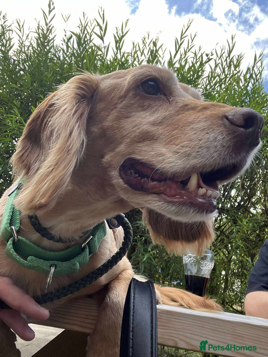 Cocker Spaniel dogs for adoption: Bob needs a loving home  - Advert 19