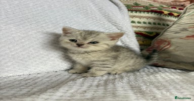 British Shorthair cats - Advert 13