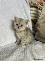 British Shorthair cats - Advert 13