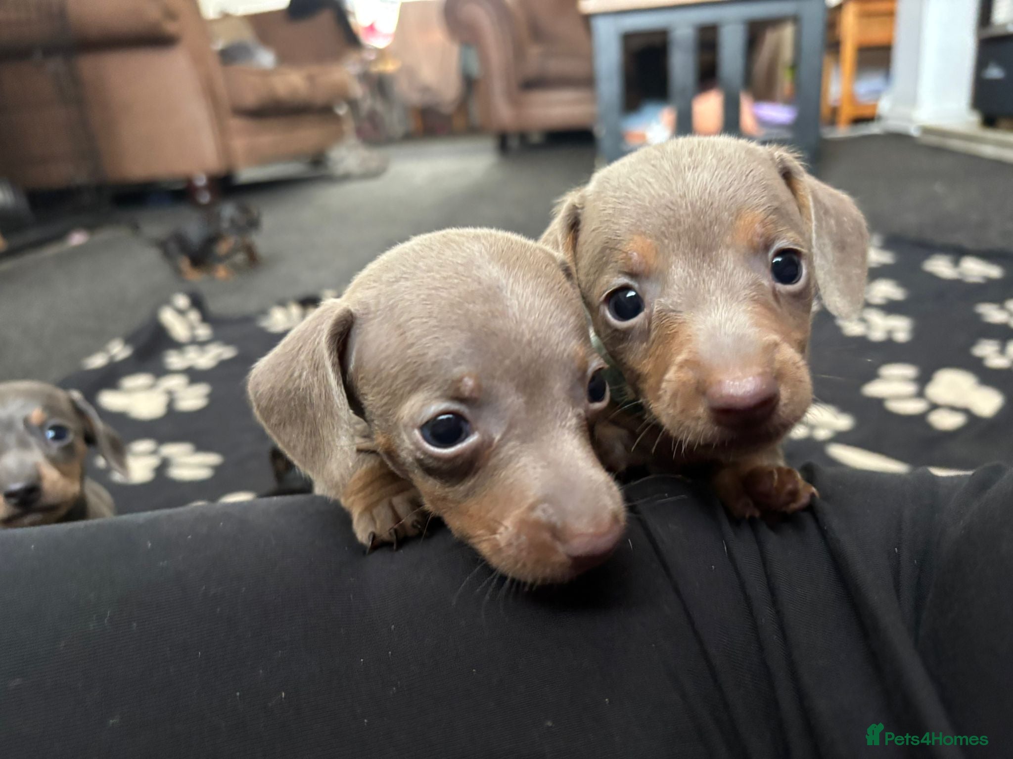 Miniature Dachshund dogs 6 miniature dacshunds puppies  - Advert 17