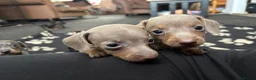Miniature Dachshund dogs for sale: 5 miniature dacshunds puppies  - Advert 3