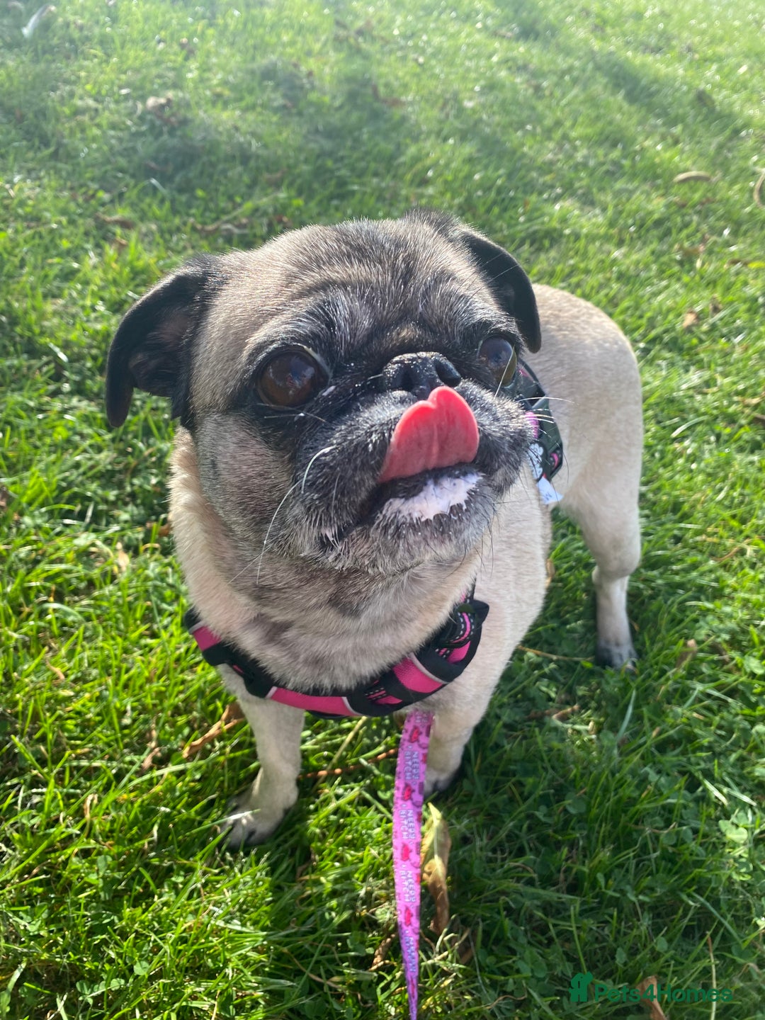 Pug dogs for sale: The sweetest 8 year old Female Pug  - Advert 6