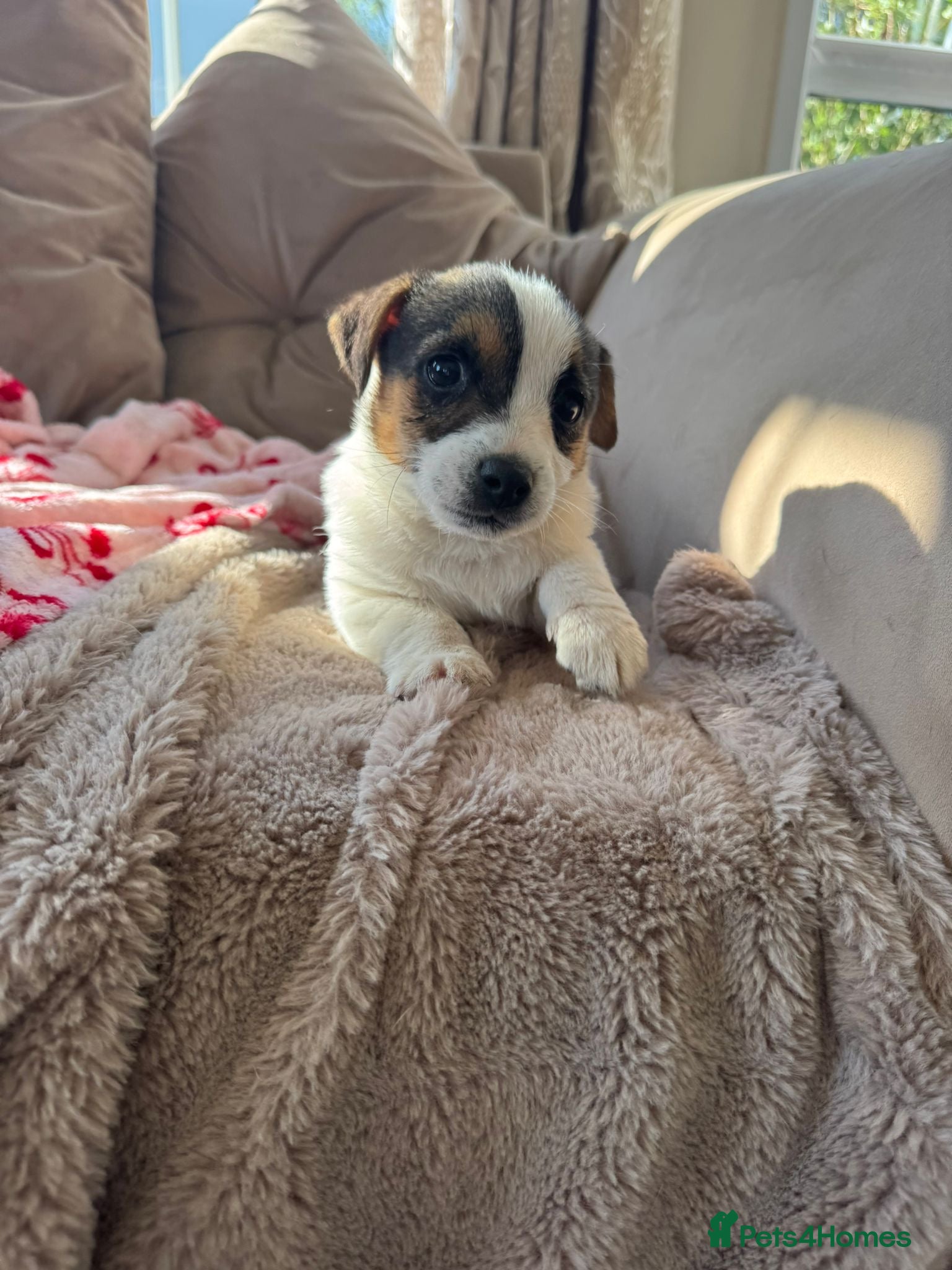 Jack Russell dogs Jack Russell puppies traditional type - Advert 9