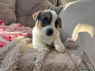 Jack Russell dogs Jack Russell puppies traditional type - Advert 9