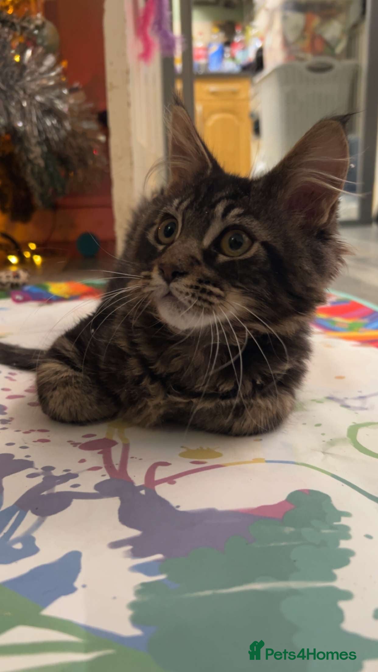 Maine Coon cats Last Maine Coon boy ❤️ - Advert 4