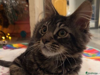 Maine Coon cats Last Maine Coon boy ❤️ - Advert 4