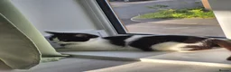 Mixed Breed cats for sale: Playful kittens for sale  in Weston-super-Mare - Advert 4