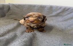 Cockapoo dogs for sale: F1 cockerpoo puppies  - Image 12