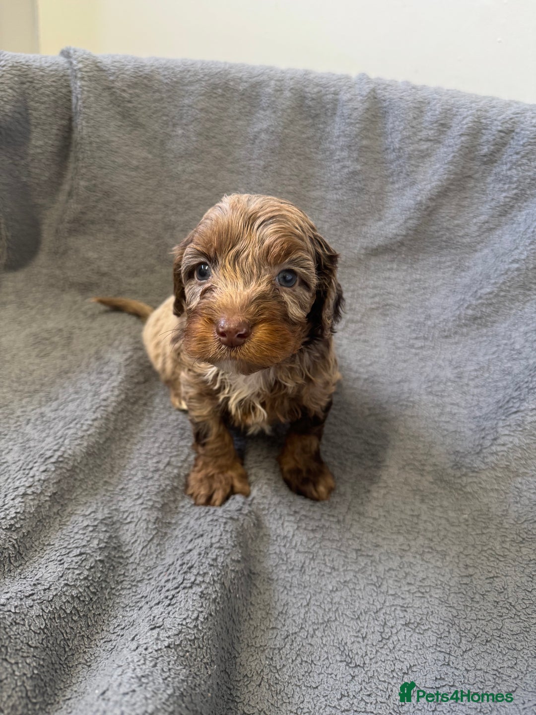 Cockapoo dogs for sale: F1 cockerpoo puppies  - Image 12