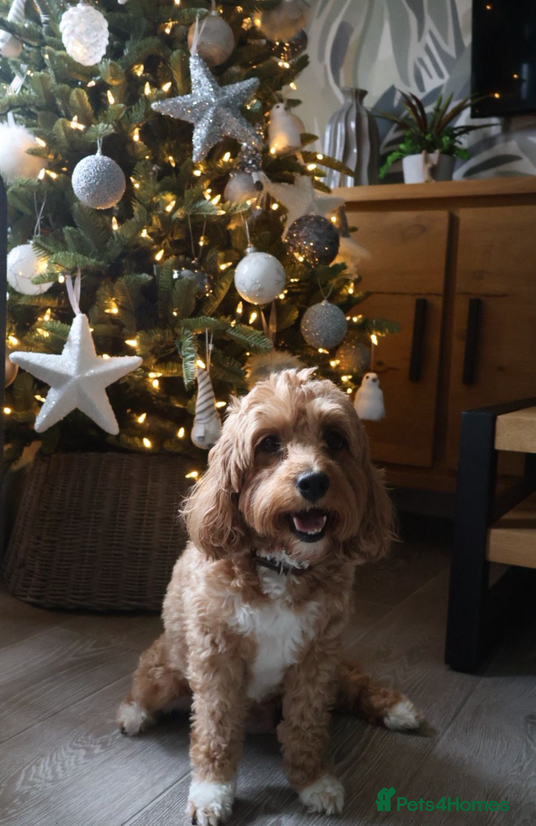 Cavapoochon dogs for sale: CAVAPOOCHON PUPPIES - ONLY 1 BOY LEFT - Advert 3