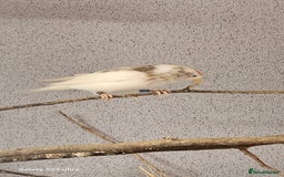 Finches birds for sale: Redpoll finches - Image 5
