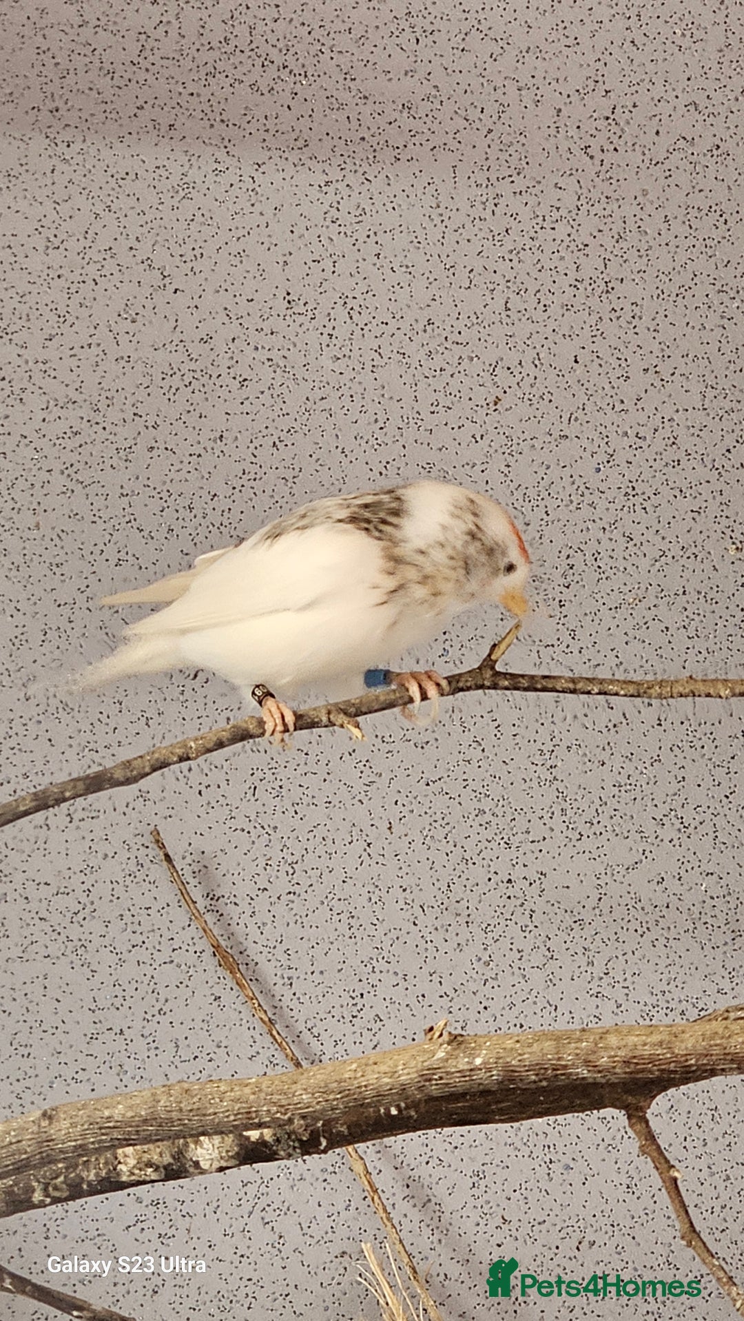 Finches birds for sale: Redpoll finches - Image 5