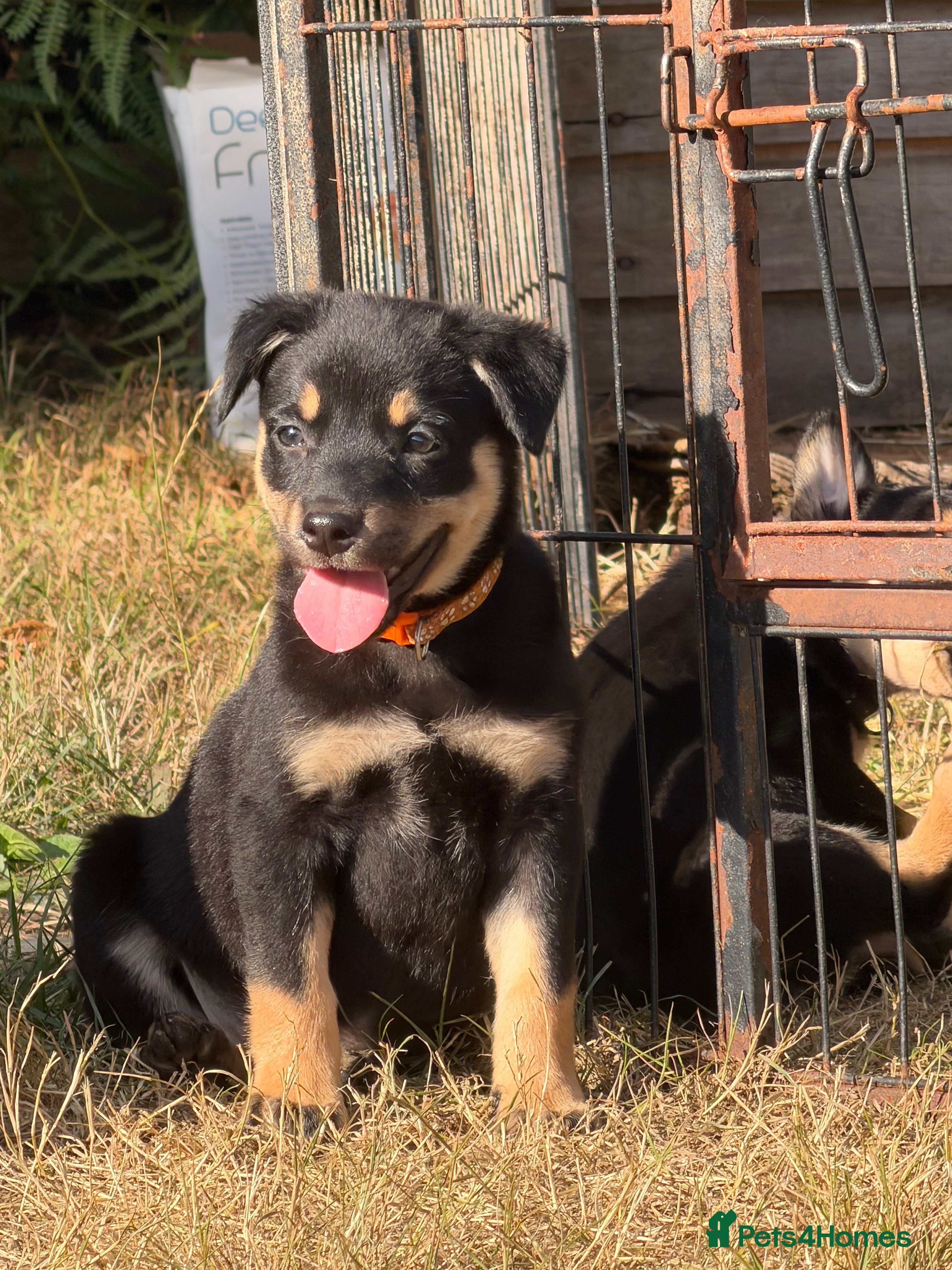 Australian Kelpie dogs Pure Bred Kelpie pups - Advert 2