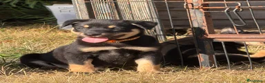 Australian Kelpie 4