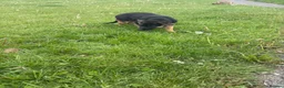 Mixed Breed dogs for sale: German shephered puppy  - Advert 1