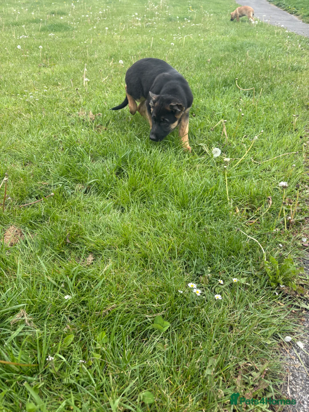 Mixed Breed dogs for sale: German shephered puppy  - Advert 1