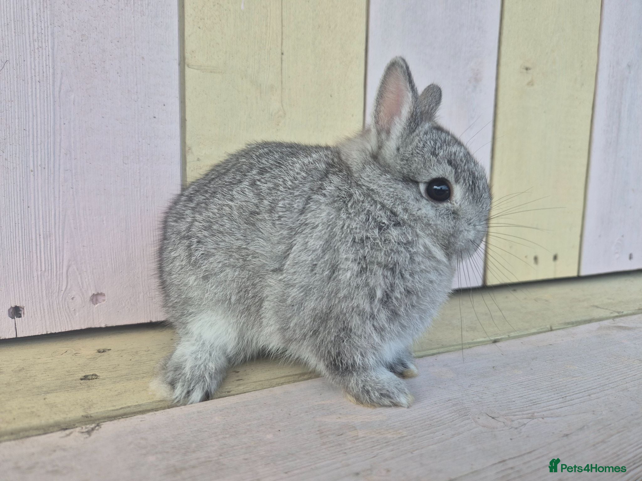 Netherland Dwarf rabbits 💜 PRETTIEST COLOURED NETHERLAND DWARF BABIES 💜 - Advert 2